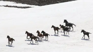 Karlar eriyince Erciyes yaylalarında yılkı atları yeniden görüldü