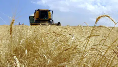 237 milyon liralık tarımsal destek ödemesi çiftçilerin hesaplarına aktarılıyor