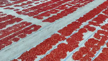 Kurutulmuş domates ihracatında ilk yarıda 61 milyon dolarlık gelir