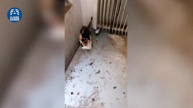 CHP’li Ankara Büyükşehir Belediyesi’nden büyük skandal! Kedi ve köpekler ölüme böyle terk edildi.