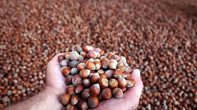 Giresun serbest piyasasında 2020 ürünü fındık, kilosu 22 liradan sezona başladı