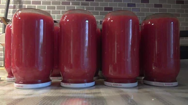 Domates konservesi yaparken dikkat!