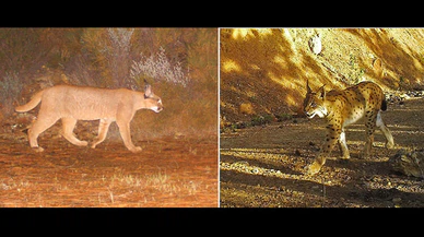 Yeri sır gibi saklanıyor! Dünyada bir ilk...