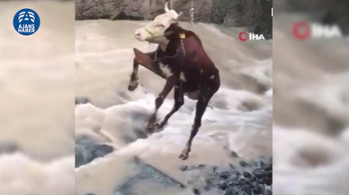 Giresun'da selde mahsur kalan inek kurtarıldı