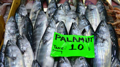 'Vira Bismillah' diyerek sezonu açan balıkçıların yüzünü palamut güldürdü