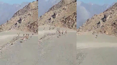 'Mekanın gerçek sahipleri geri geldi'