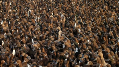 Tayland'da ördek ordusu pirinç tarlalarında görevde