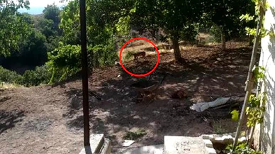 Tüm dünyada koruma altına alınan vaşak, Malatya'da ilk kez görüntülendi