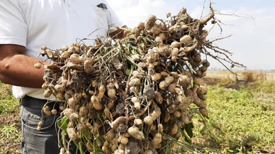 Yerli ve milli "Ayşehanım" yer fıstığı tohumu ABD'ye rakip olacak