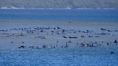 Avustralya'da sığ sularda mahsur kalan balina sayısı 470’e çıktı