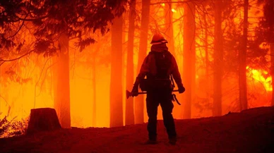 California'daki orman yangınlarında bu yıl rekor düzeyde alan yandı