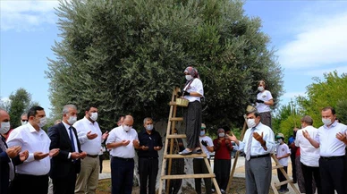 Mersin'de 1300 yıllık anıt ağacın zeytinleri hasat edildi