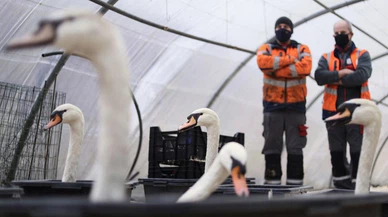 'Burunlarından kan boşaldı ve öldüler!' Yeni kuş gribi korkutuyor