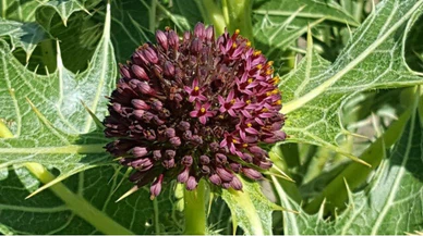 Bilim literatürüne Anatolia adında alt cins bitki kazandırıldı