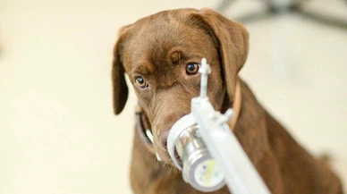 Koronavirüslü hastayı kokusundan tanıyacak: Taylandlı bilim insanları 6 köpeği Kovid-19 testi için eğitti
