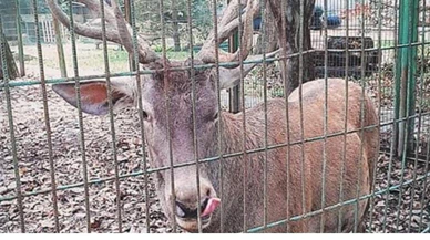 Hayvanat bahçesindeki geyiği kaçırıp yediler!