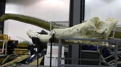 Kayseri'de 8 milyon yıl önce 5 farklı fil türü bir arada yaşamış: Dünya literatürüne girecek