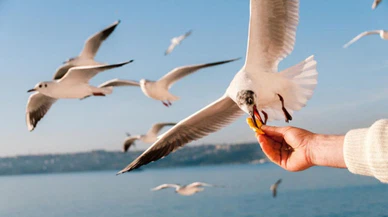 Martılara neler oluyor? Vapurda simit atarken iyilik etmiyoruz...