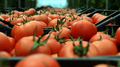 Rusya kotayı arttırdı! Domates ihracatı uçacak!