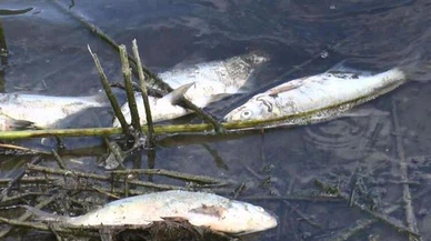 Alibeyköy Barajı'nda korkutan görüntü!
