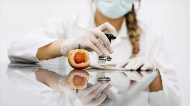 Domates üretimini olumsuz etkileyen virüse karşı dayanıklı yerli tohum geliştirildi