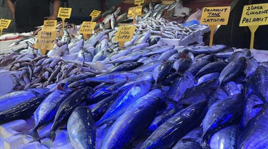 Düzce'de palamut coşkusu yaşanıyor