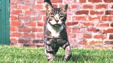 İskoçya'da 10 yıldır kayıp kedi, mikroçipindeki telefon numarası sayesinde evine geri döndü