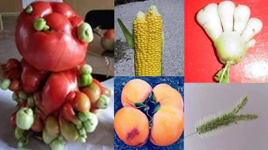 ABD Japonya'dan ithalat yasağını kaldırdı