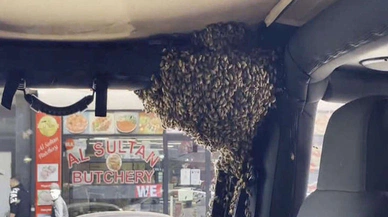 Avustralya'da arılar otomobili istila etti