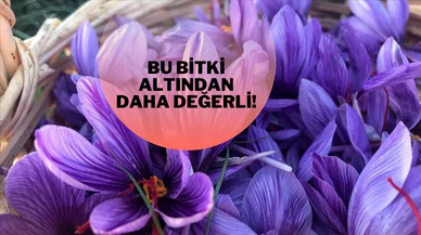 Safran bitkisinin kilogramı 60 bin TL