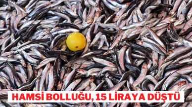 Hamsi bolluğu, 15 liraya düştü
