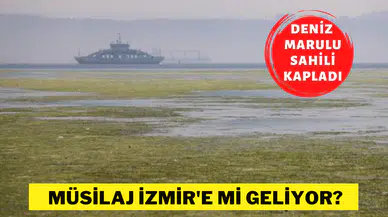 İzmir'de müsilaj tehlikesi