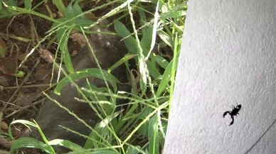 İstanbul Sarıyer’de mahalleyi akrepler ve fareler bastı