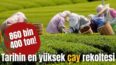 Tarihin en yüksek çay rekoltesi! 860 bin 400 ton!