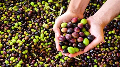 Türkiye'nin zeytin ihracatı 150 milyon doları aştı