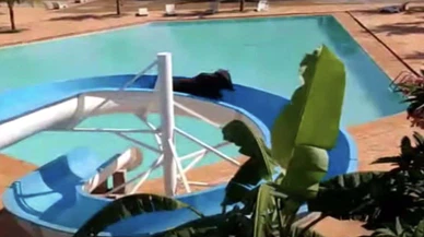 Kesilmekten kaçan öküz su kaydırağından kaydı