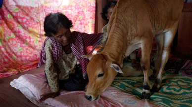 Ölen kocasının dünyaya inek olarak geldiğini düşünen kadın, inekle evlendi!
