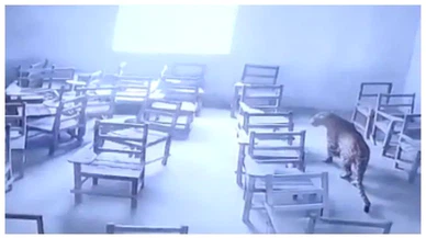 Hindistan'da bir okula leopar girdi