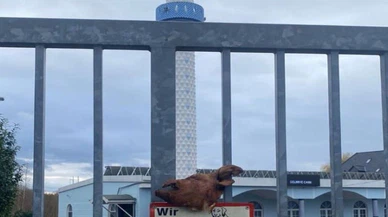 Almanya'da cami kapısına domuz başı asıldı