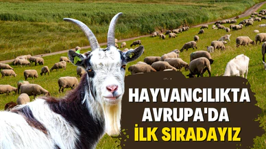 Türkiye hayvancılıkta Avrupa'da ilk sırada