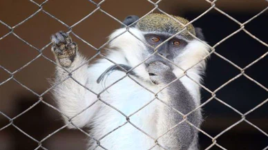 Maymunlar intikam için 250 köpeği öldürdü