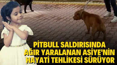 Pitbull saldırısına uğrayan Asiye'nin hayati tehlikesi sürüyor