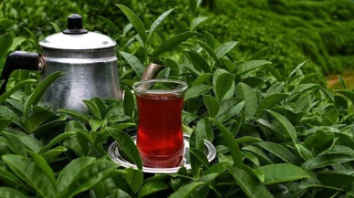 Türk çayı ihracatı 10 ayda 18 milyon doları aştı