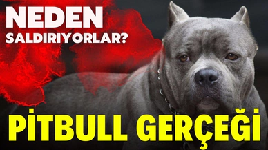 Pitbull gerçeği; neden saldırıyorlar?