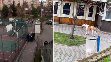Sultangazi'de pitbull saldırısı: 2 yaralı