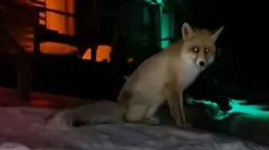 Rizeli kafe işletmecisinin beslediği tilkilerle sohbeti gülümsetti