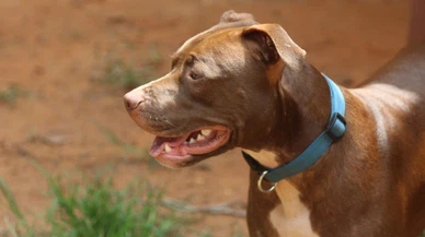 Yasaklı köpeklerin kayıt altına alınması için son gün