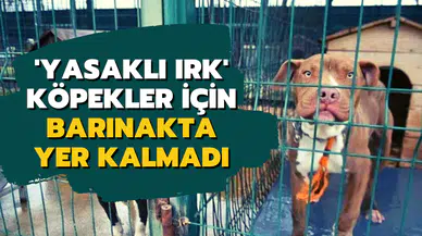 'Yasaklı ırk' köpekler için barınakta yer kalmadı
