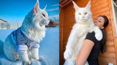 Görenler köpek sanıyor! Dev kedi Kefir