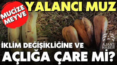 "Yalancı muz"  adıyla bilinen "enset" iklim değişikliği ve açlığa çare mi?
